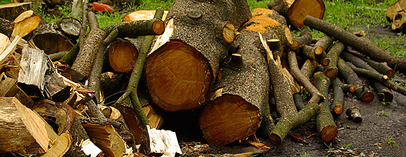 gestione boschi legna